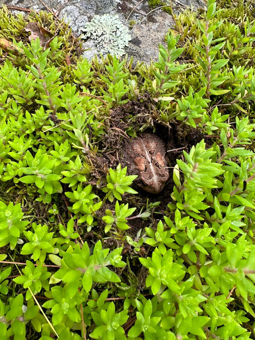 Peek-a-boo! An American toad waits patiently for a tasty slug or bug to pass by.